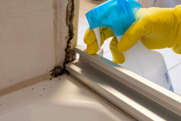 Best Professional Mold Removal  in Drexel, NC