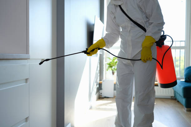 Best Affordable Mold Removal  in Drexel, NC