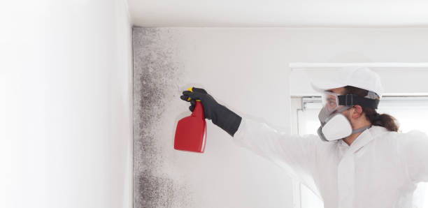 Best Certified Mold Removal  in Drexel, NC